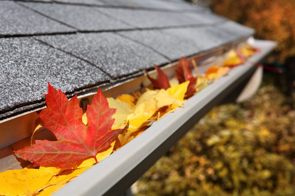 Leaves,In,A,Rain,Gutter